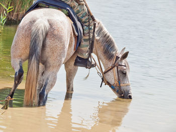 Close-up of horse drinking water from river