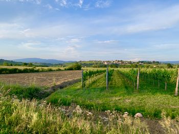 Scenic view of agricultural field against sky