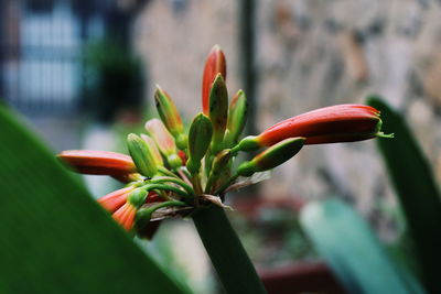 Close-up of red flower bud