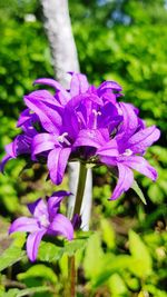 Close-up of purple flowering plant