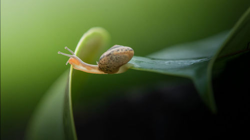 Close-up of snail on plant