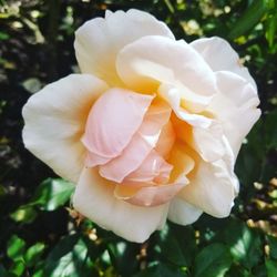 Close-up of white rose