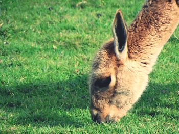 Alpaca grazing on grassy field at zoo