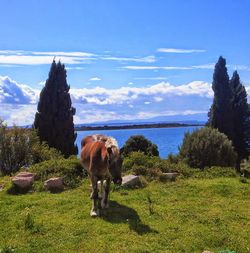 Scenic view of grassy field against cloudy sky