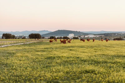 Cows grazing on field against sky