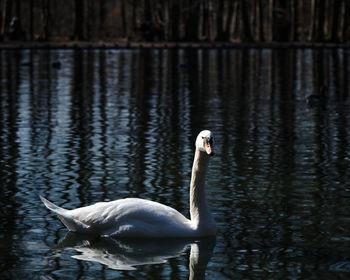 Swan swimming in lake