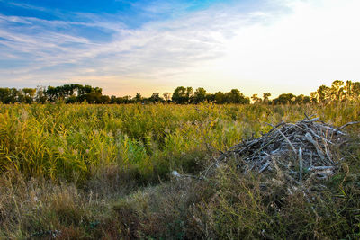 Scenic view of field against sky during sunset