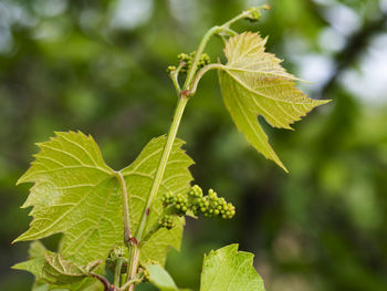 Close-up of green leaves