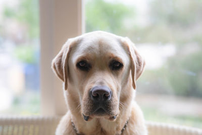 Close-up portrait of dog relaxing outdoors