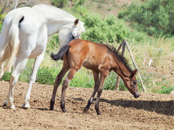 Horses on field