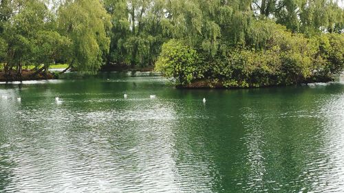 Scenic view of river with trees in background