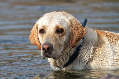 Close-up portrait of dog in lake