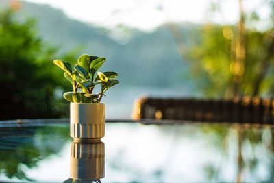 Close-up of plant on table