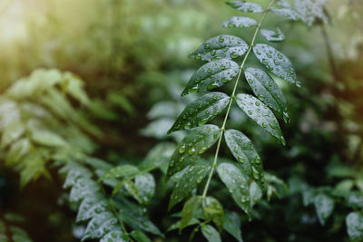 Close-up of leaves against blurred background