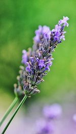 Close-up of purple flowering plant