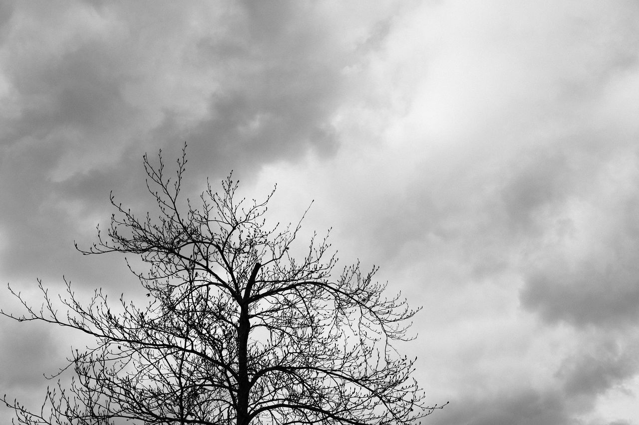 SILHOUETTE BARE TREE AGAINST SKY