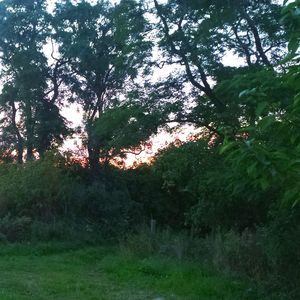 Trees growing on landscape