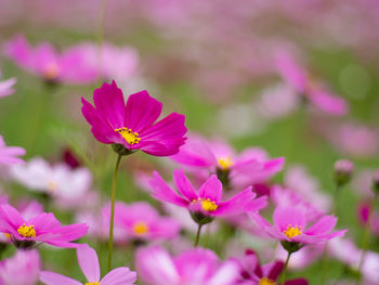 Close-up of pink cosmos flowers