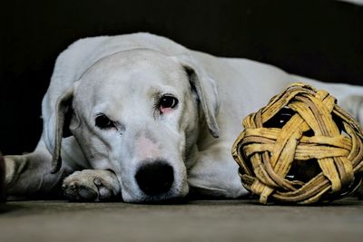 Close-up portrait of dog resting