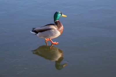 Duck swimming in lake