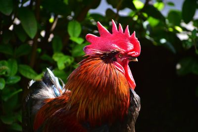 Close-up of rooster