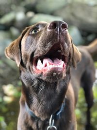 Close-up of dog looking away