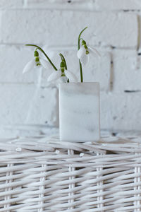 Close-up of white flower on table against wall