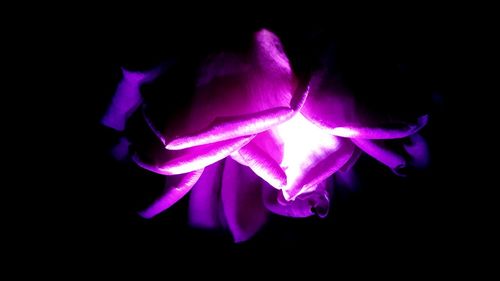 Close-up of flower over black background