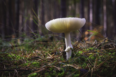 Close-up of mushroom growing on field