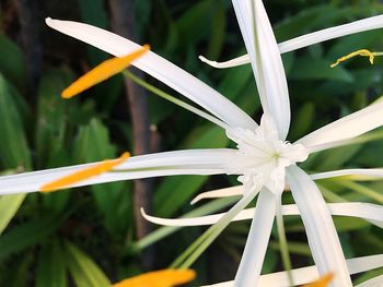 Close-up of white flower blooming outdoors