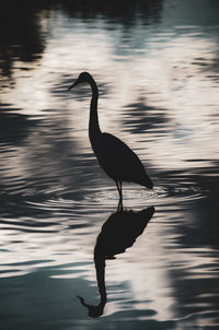 Gray heron in lake