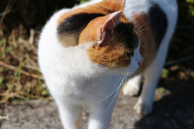 High angle view of cat on field