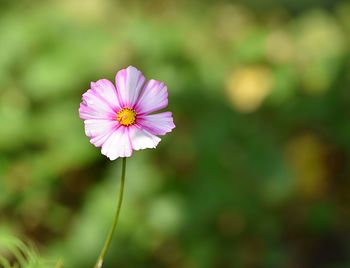 Close-up of pink flower