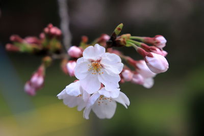 Close-up of cherry blossoms