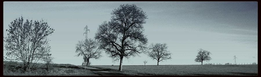 Bare trees on landscape