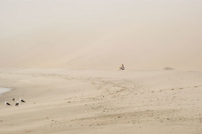 Scenic view of beach at namib desert