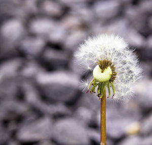 Close-up of white dandelion flower