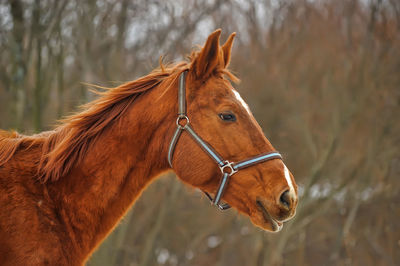 Close-up of a horse in ranch
