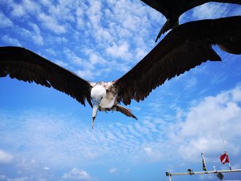 Low angle view of eagle flying in sky