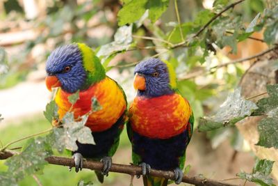 Two birds perching on branch