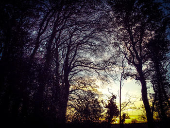 Low angle view of trees against sky