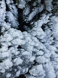 Full frame shot of snow covered plants