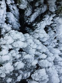 Full frame shot of snow covered tree