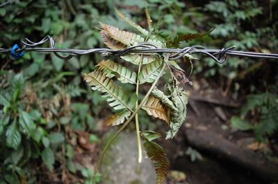 Close-up of plant