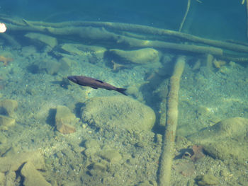 Fish underwater