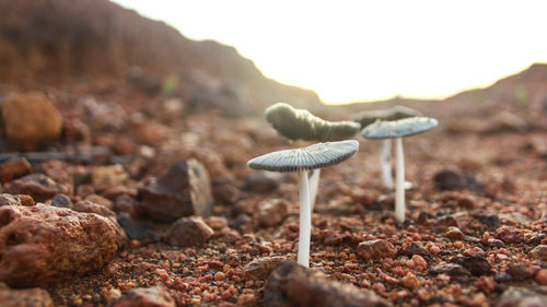 Close-up of mushroom on field