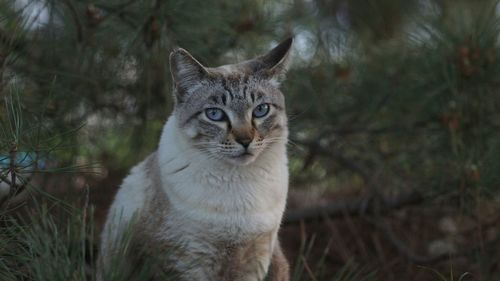 Close-up portrait of cat