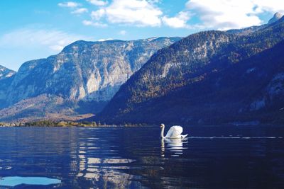 Ducks swimming in lake against mountains