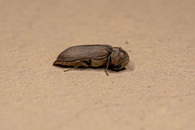 Close-up of insect