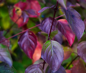 Close-up of leaves on plant during autumn